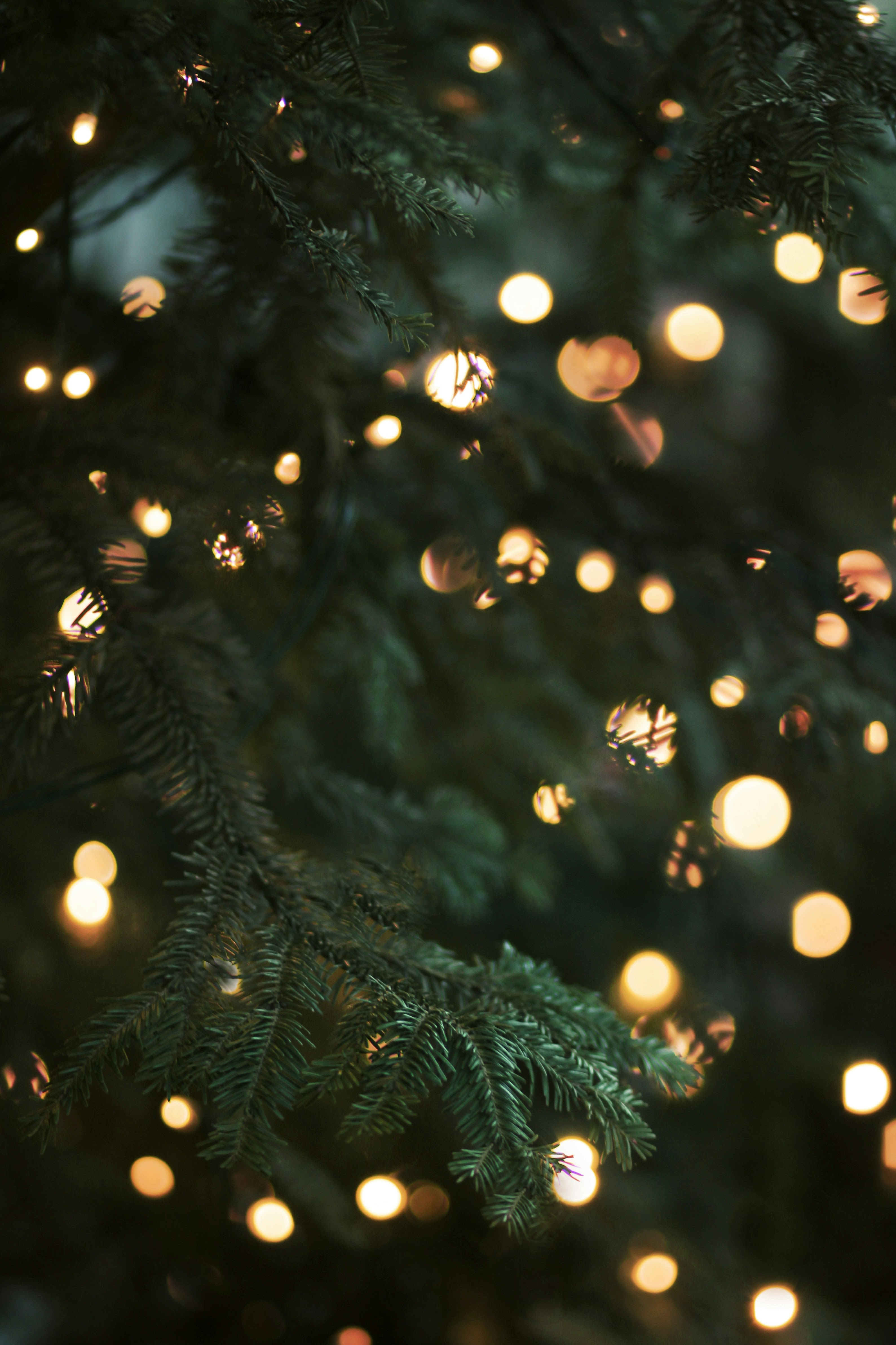 Twinkly lights on a Christmas tree